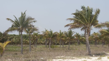 321-7710 Palm Farm